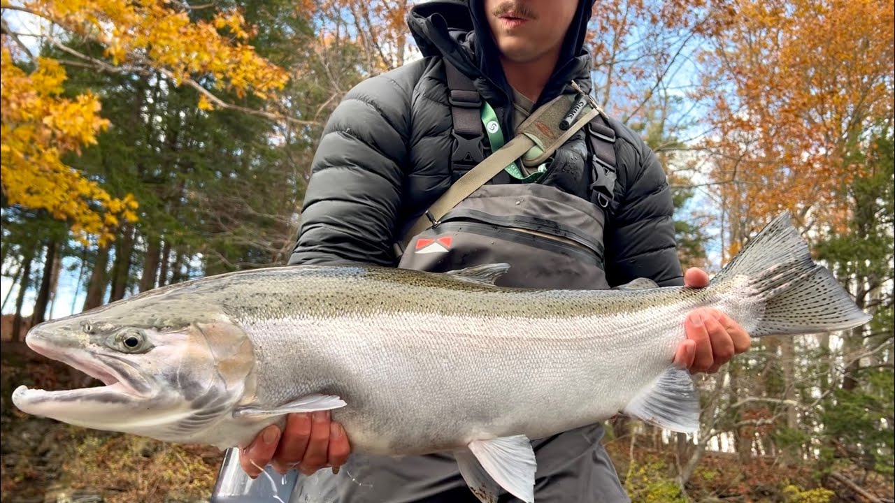 One Week Fishing Pulaski NY For Early November Steelhead