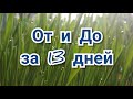 Как вырастить овес без грунта. За 13 дней.