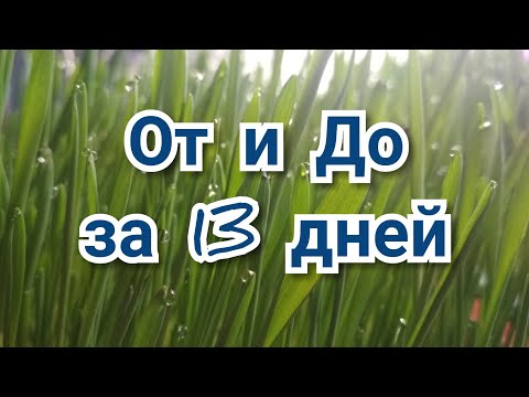 Как вырастить овес без грунта. За 13 дней.