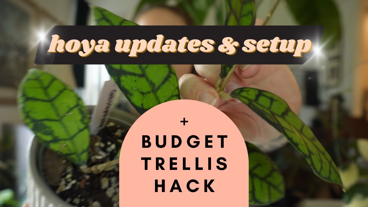 Hoya updates & setup | Budget trellis hack - YouTube
