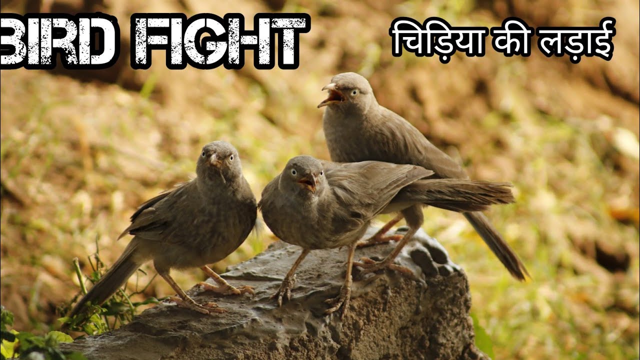 Bird fight / babbler bird fight / chidiya ki ladai #birdfight  #chidiyakiladai #babblerbird