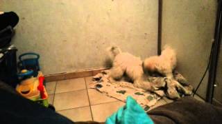 Dreamy And Rowen Are Having Fun