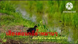 Download Lagu เสียงต่อนกอีล้ำได้ตัว100% MP3 Download Lagu เสียงต่อนกอีล้ำได้ตัว100% MP3