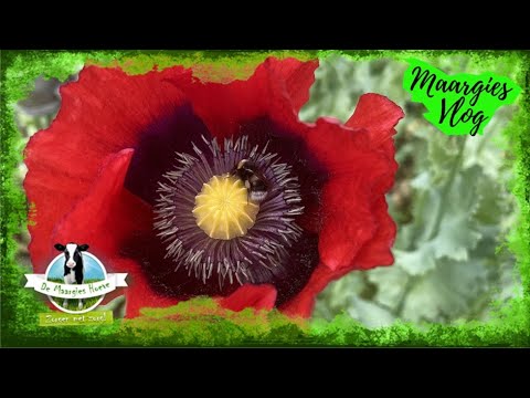 Vlog 116, 17 juni 2022