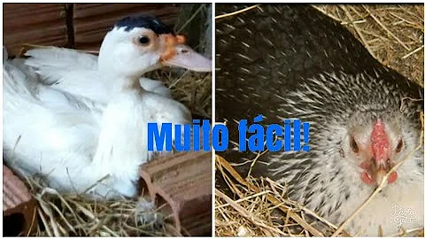 Como fazer um ninho de pato?