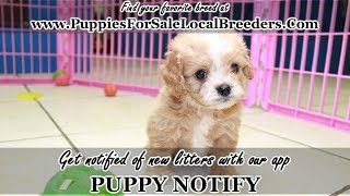 CAVAPOO PUPPIES FOR SALE, GEORGIA LOCAL BREEDERS, NEAR ATLANTA, GA