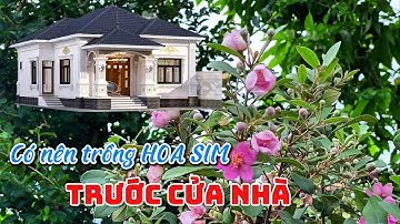 Có nên trồng Hoa Sim tím trước cửa nhà không?