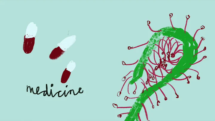 Get to know some key paludicrops! | Peatlands and Agriculture