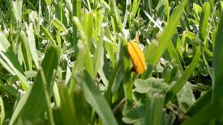 Atta Spp Ou Formiga Saúva. Dscn6443