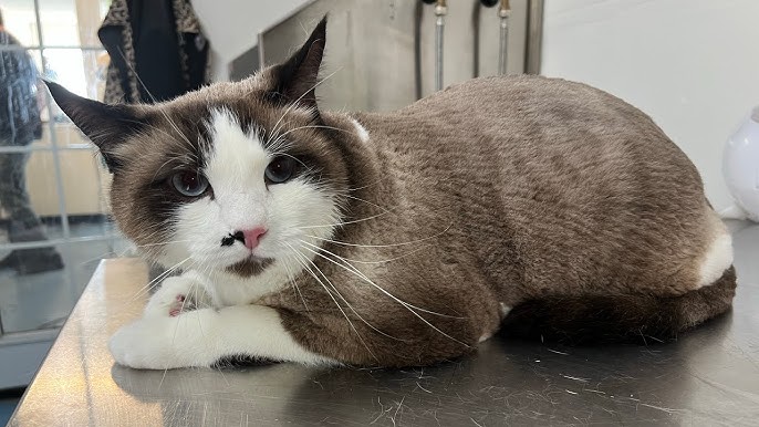 Cat Nail cap removal 