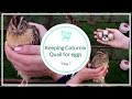 Keeping Coturnix / Japanese Quail