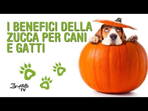 Video: Benefici Per La Salute Della Zucca Per Animali Domestici - Cibo Del Ringraziamento Buono Per Gli Animali Domestici