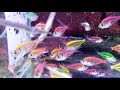 Colour Glass fish