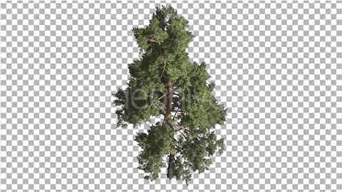 Scots Pine Pinus Sylvestris Glaucous Blue-Green | Motion Graphics - Envato elements
