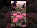 Pure Rose Oil Attar #perfume #foryou #wholesale #perfumescents