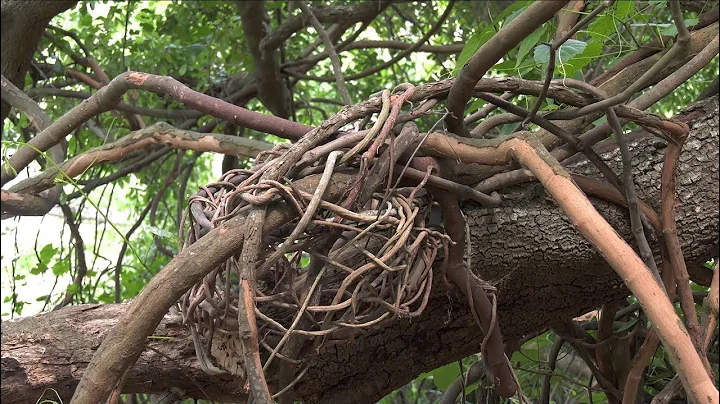 Out and About #48 (Nesting Instinct, Katie Fernand...