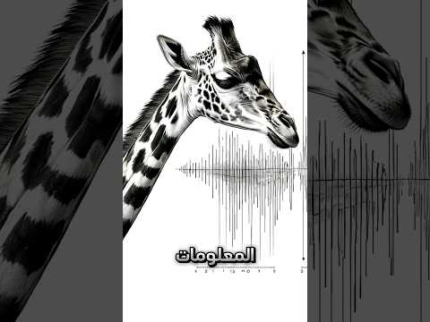 هل سمعتم صوت الزرافه من قبل