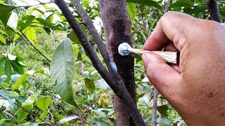 CARA Mudah BASMI Hama PENGGEREK BATANG