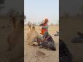 عازف مزمار يؤدي عرض ا تقليدي ا بالقرب من جمله في أجواء صحراوية مميزة 