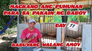 BABUYANG WALANG AMOY | DAY 11 ✅ MAGKANO ANG PUHUNAN SA PAKAIN NG 10 PATABAING BABOY HANGANG MAIBENTA by KaBuddy Moko USAPANG BUSINESS 475 views 1 month ago 11 minutes, 10 seconds