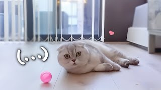 Cat Mom Duties in Autumn. Clean and Prep for the Cold Day and Nights by Leo Lunar Lumi 483 views 5 months ago 5 minutes, 26 seconds