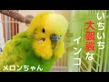 【いちいち大袈裟なインコがこちら】おしゃべりインコ　メロンちゃん　セキセイインコ