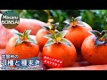 盆栽 何年待つの！？ 柿のタネをまきました。　2020.12.7