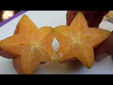 Video: Starfruit Oestyd – Wanneer moet jy Starfruit pluk