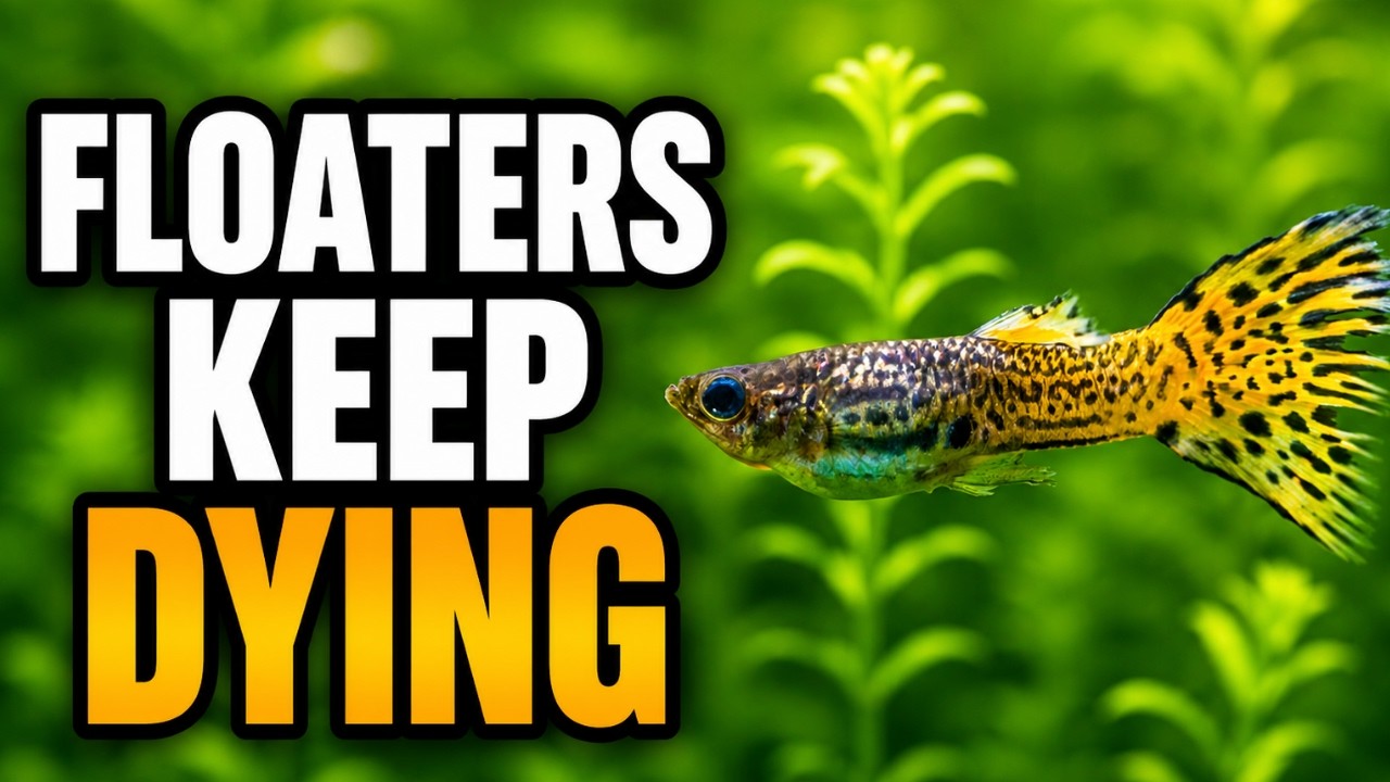 The Floating Plant Mistakes Everyone Makes (And How to Fix Them)