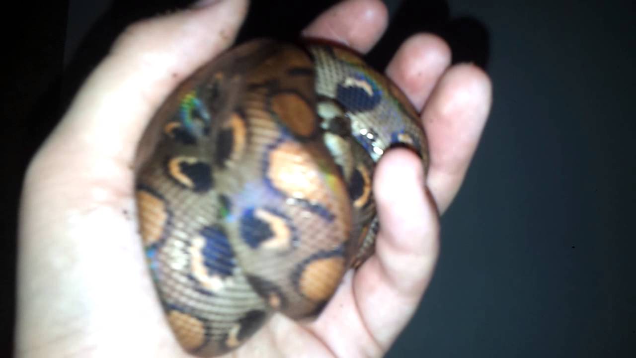 snake oil Hellraiser (Brazilian Rainbow Boa) Wants to be a Pokeball