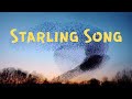 Starling Song | Intuitive Guitar Music