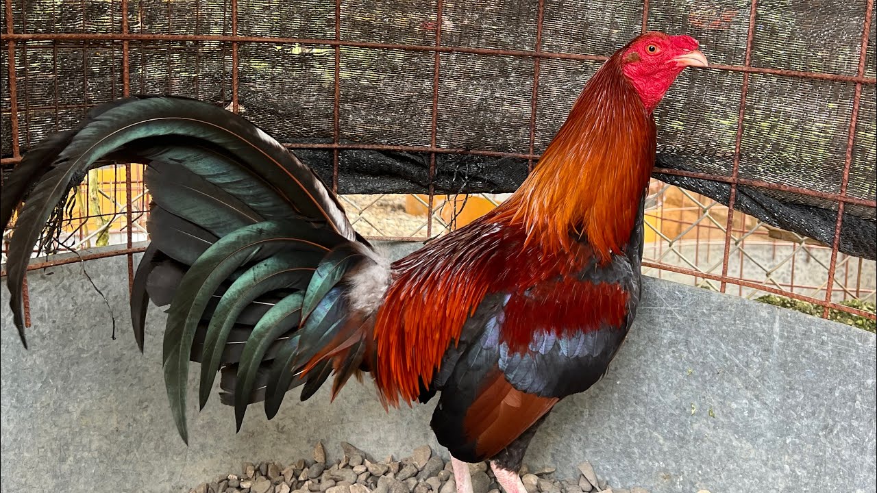 Wilo Marrero nos muestra parte de su crianza y sus métodos 