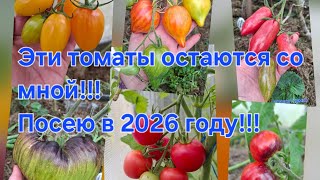 видео: Эти томаты,остаются со мной!!!Буду сажать в 2026 году!!!Коллекционные томаты,начинают зреть🥰🥰🥰 картинка: Эти томаты,остаются со мной!!!Буду сажать в 2026 году!!!Коллекционные томаты,начинают зреть🥰🥰🥰
