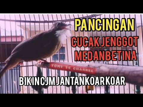 Cucak Jenggot Medan Betina Ini Bikin CJM Jantan langsung Koar Koar