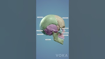 3D cranium bones anatomy - learn all the cranial bones with 3D visualization from VOKA