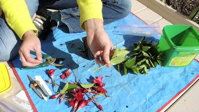 Rozmnozovani Mandevilla