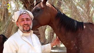 اندر انواع الخيول في العراق من فصيلة خيول عدي صدام حسين وكلاب سلوقية عربية اصيلة