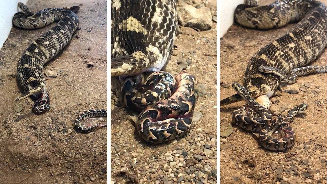 Puff Adder Gives Birth To Baby Snakes YouTube Puff Adder Gives Birth To Baby Snakes YouTube