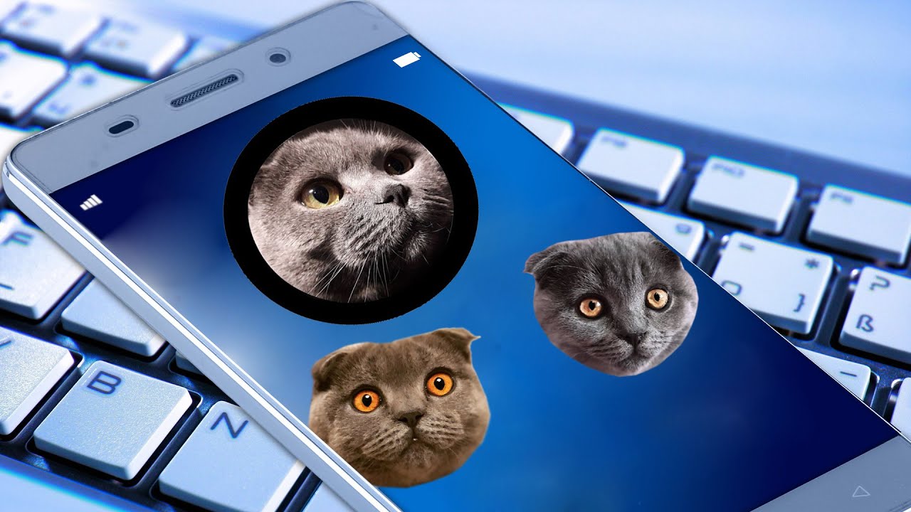 Ис кот. Дневник кота космоса. Обои на ноутбук с котами. Кот в космосе. Серий кошка.