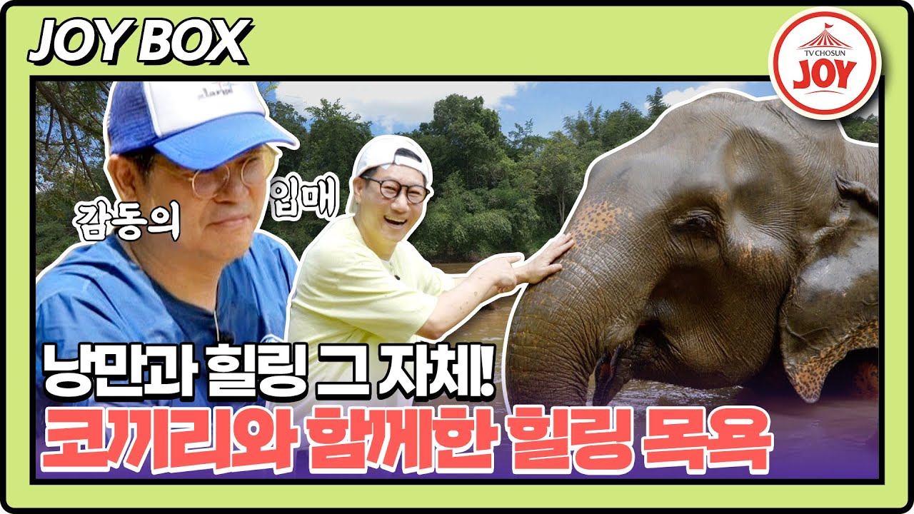 [JOY BOX] 태국 코끼리는 카페 러버 지석진X김용만을 액티비티맨으로 만든다?! 진한 여운 남긴 코끼리 투어♥ #여행의맛 EP.06-2 (TV CHOSUN 221118 방송)