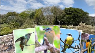 Amazing Birds @ San Jose, Costa Rica