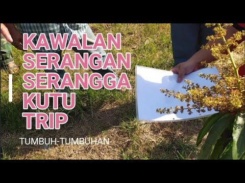 Video: Kawalan Thrip: Mengawal Thrips di Taman