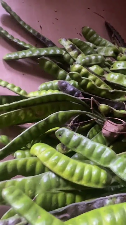 Parkia/ stinky beans