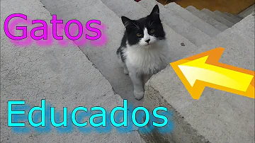 ¿Cuál es el gato más obediente?