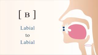 [ ʙ ] voiced bilabial trill