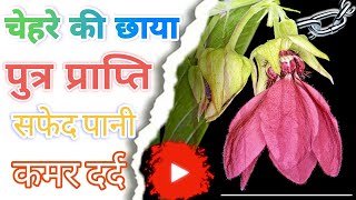 स्त्रियों के लिए वरदान से कम नहीं उल्टकंबल। Ulatkambal ka Podha or Fayde @BaBaAyurveda