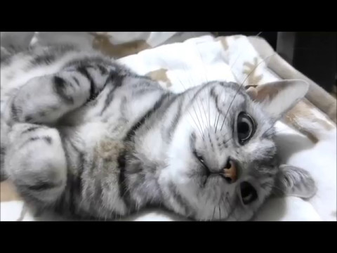 超絶可愛いもふもふハラ毛で誘ったくせして もったいぶる猫 Cat S Lovely Belly Youtube
