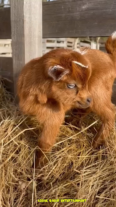 Suara Anak Kambing Lucu Dan Unik II Suara Hewan Lucu II Suara Sapi Lucu #shorts #viral #kambinglucu