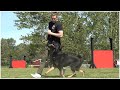 Obedient Guardian: German Shepherd with Exceptional Focus!