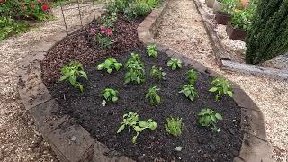 Weeding Raised Beds and Planting Peppers by Tony Lee Glenn 82 views 3 days ago 11 minutes, 5 seconds